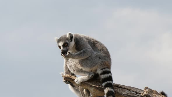 Two Funny Lemurs Sitting on a Dry Branch and Watching Around Curiously in Summer 