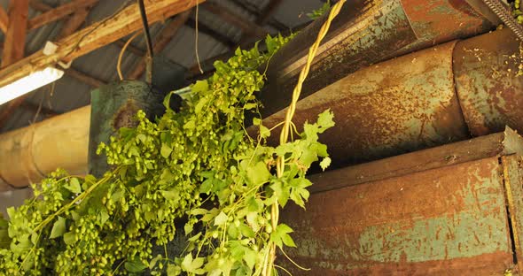 Harvested Hops Collected By an Automatic Cleaning Machine on the Farm alt