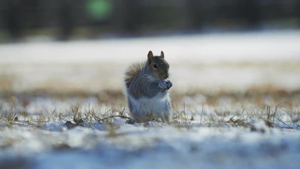 Squirrel searching for food in snow alt
