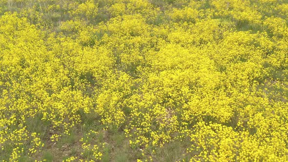 Fields of Golden-dust Alyssum Aurinia saxatilis flower 4K aerial video alt