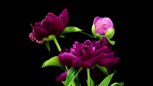 Timelapse Bouquet of Pink Peonies Blooming on Black Background. Blooming Peonies Flowers Open, Close alt