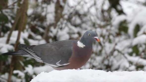 Woodpigeon Columba palumbusow feeding on snow covered bird table. UK alt