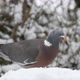 Woodpigeon Columba palumbusow feeding on snow covered bird table. UK - VideoHive Item for Sale