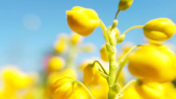 Close up of colored flowers of canola. Blooming yellow rapeseed flower alt
