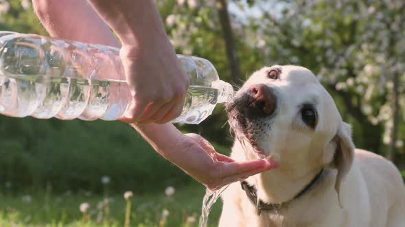 Dog Drinking Water From Plastic Bottle