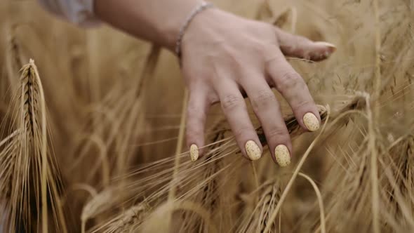 Closeup of Woman's Hand Running Through Wheat Field Dolly Shot SLOW MOTION Girl Touching Wheat Ears
