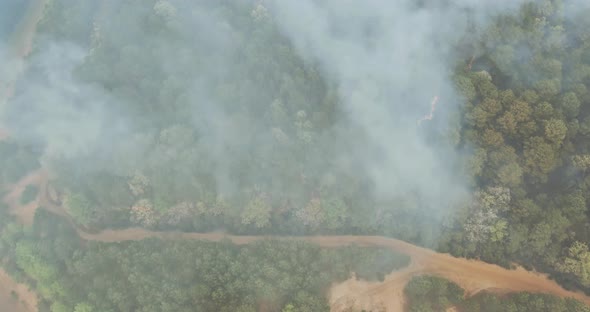 A Forest Fire Smoke Coming Out of a Forest Full of Different Kinds of Green Plants alt