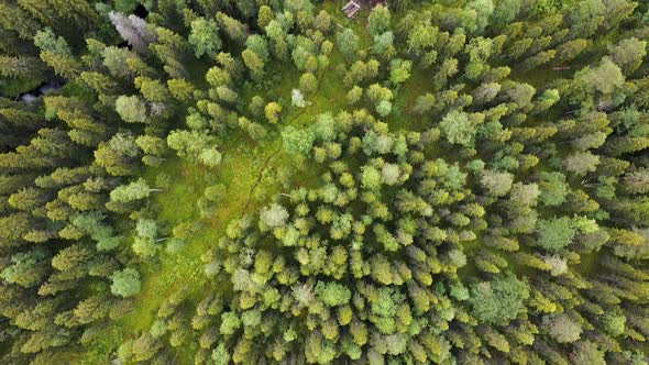 Flight Over the Forest, Log Hut, Aerial Top Down View on Forest in the Summer, Drone Shot Flying