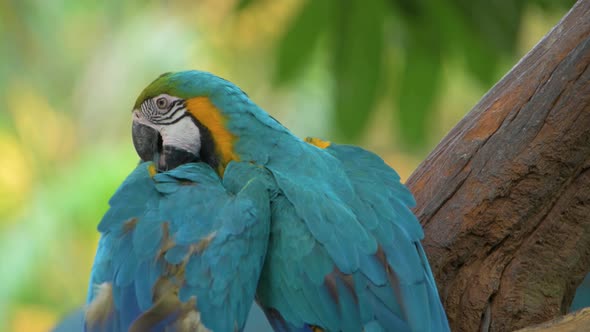 video of the blue and yellow macaw (Ara ararauna)