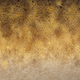 Close-up burbot lingcod Lota lota skin natural background - PhotoDune Item for Sale