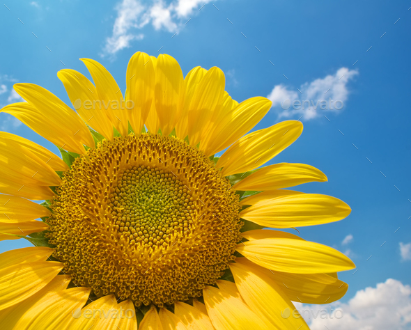 Sunflower on sky background. - Stock Photo - Images
