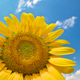 Sunflower on sky background. - PhotoDune Item for Sale