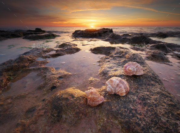 Beautiful seashells on the beach at the sunset. - Stock Photo - Images
