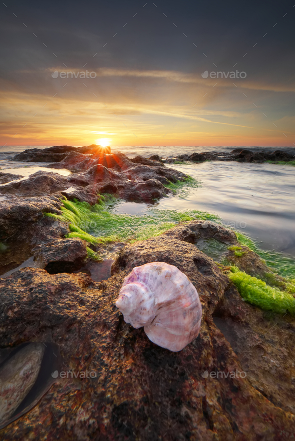 Beautiful seashells on the beach - Stock Photo - Images