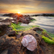 Beautiful seashells on the beach - PhotoDune Item for Sale