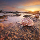 Beautiful seashells on the beach at thw sunset. - PhotoDune Item for Sale