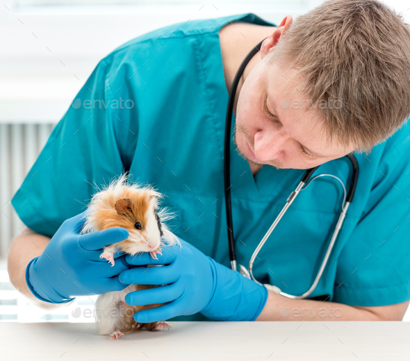Veterinarian examining guinea pig at veterinary office