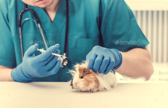 Veterinarian doctor holding a syringe for treating guinea pig