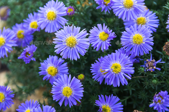 Purple flowers of Aster amellus, the European Michaelmas daisy. - Stock Photo - Images