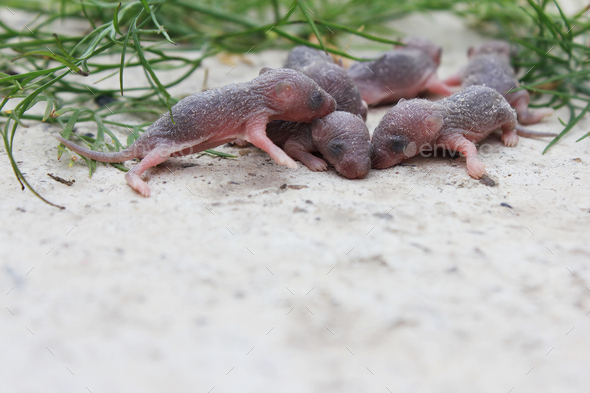 A group of small newborn rats or mice. Gray little rats with closed eyes. Baby rats and mice