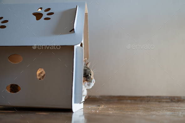 Cat resting in cardboard box house. Zero waste for animals. Eco friendly pet home concept. - Stock Photo - Images