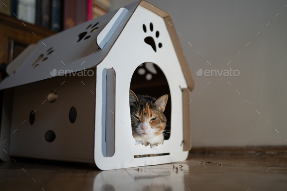 Cat sitting in cardboard box house. Zero waste for animals. Eco friendly pet home concept.