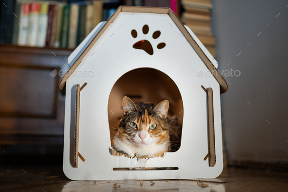 Cat sitting in cardboard box house. Zero waste for animals. Eco friendly pet home concept.
