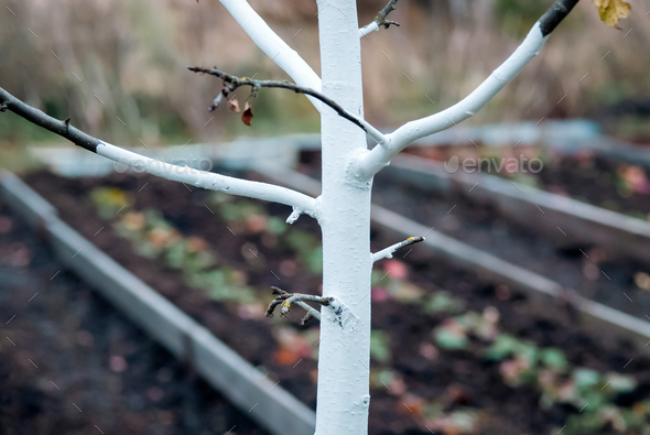 Whitewashed bark of apple tree growing in organic homestead - Stock Photo - Images