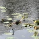 turtle in a lake - PhotoDune Item for Sale