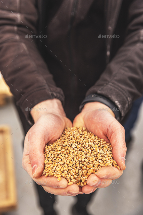 Male farmers hands holding malt - Stock Photo - Images
