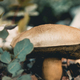 Beautiful Big Mushroom - PhotoDune Item for Sale