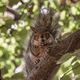 Tree squirrel  - PhotoDune Item for Sale