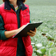 The farmer controls the quality of the cabbage crop. Female agronomist in agriculture - PhotoDune Item for Sale