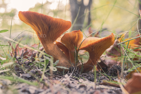 Omphalotus olearius, commonly known as the jack-o'-lantern, a poisonous wild mushroom - Stock Photo - Images
