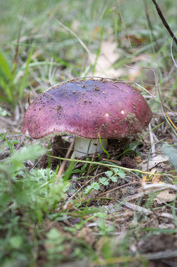 Russula atropurpurea or purple brittlegill edible wild mushroom - Stock Photo - Images