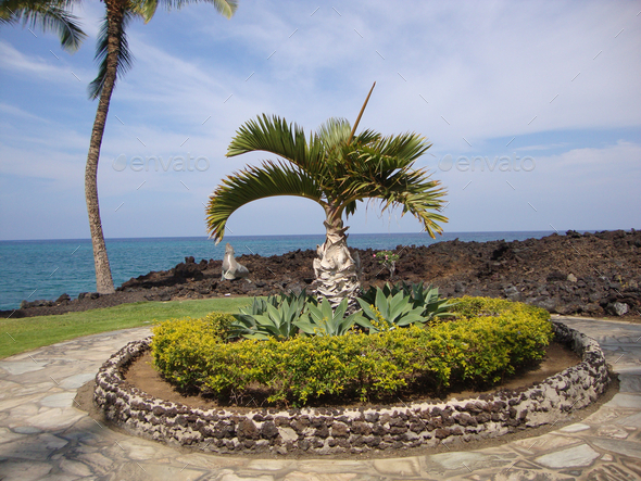 Palm tree on a well-groomed flower bed with Waiulua Bay in the background near Waikoloa, Hawaii