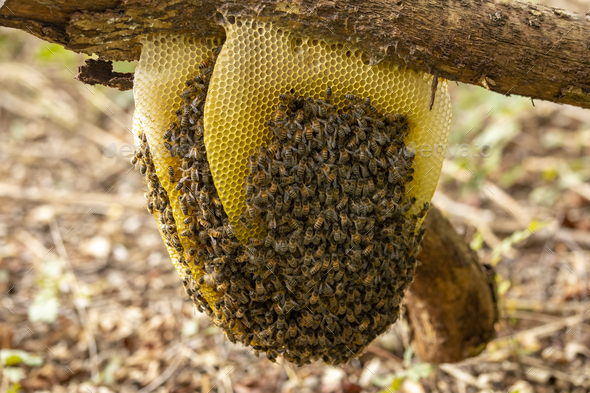 Natural Honey Comb