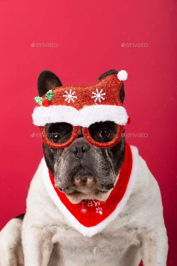 Funny cool dog wearing sunglasses and hat looking at camera