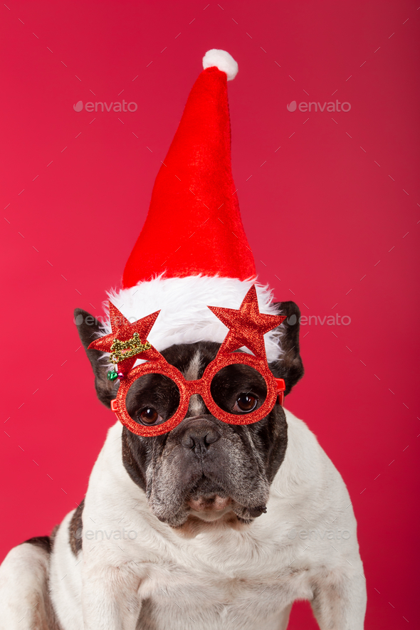 Funny cool dog wearing sunglasses and hat looking at camera