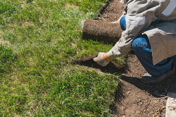 Close-up man laying grass turf rolls for new garden lawn - Stock Photo - Images