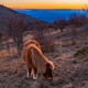 Sunset at Grayson Highlands - PhotoDune Item for Sale