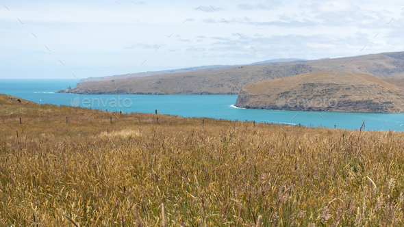 Landscape on a meadow and a bay of the Pacific Ocean in New Zealand. The concept of travel - Stock Photo - Images