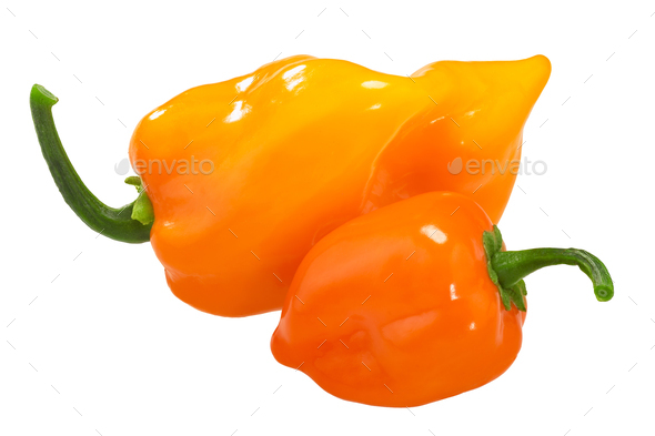 Orange Habanero peppers isolated. Capsicum chinense fruits - Stock Photo - Images