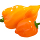 Orange Habanero peppers isolated. Capsicum chinense fruits - PhotoDune Item for Sale
