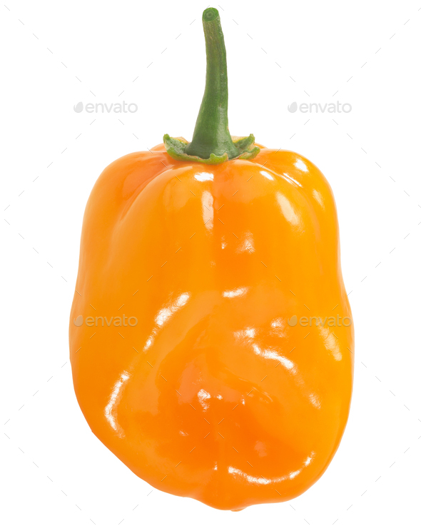Orange Habanero pepper isolated. Capsicum chinense fruit - Stock Photo - Images