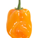 Orange Habanero pepper isolated. Capsicum chinense fruit - PhotoDune Item for Sale