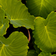 Green leaf  - PhotoDune Item for Sale
