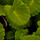 Big gree leaf  - PhotoDune Item for Sale