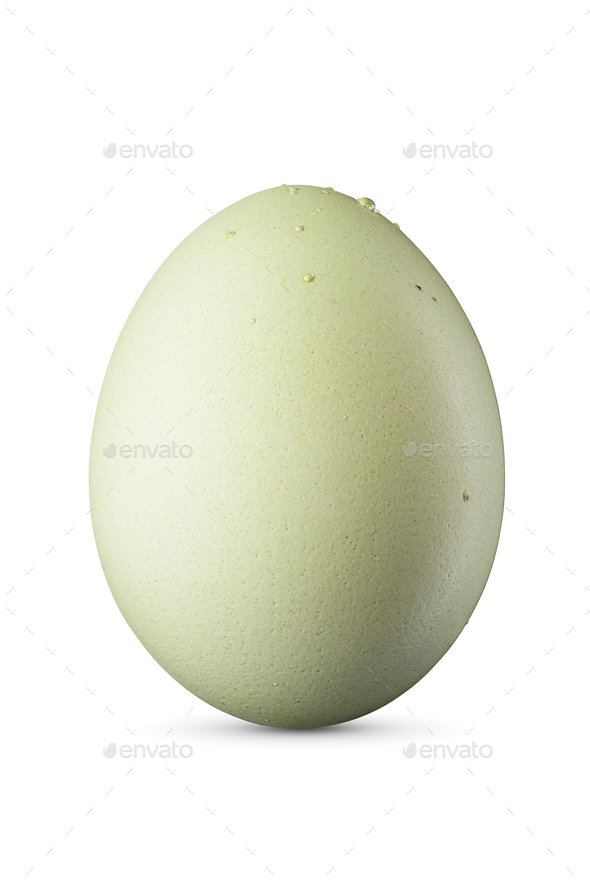 One green chicken egg isolated on white background. - Stock Photo - Images