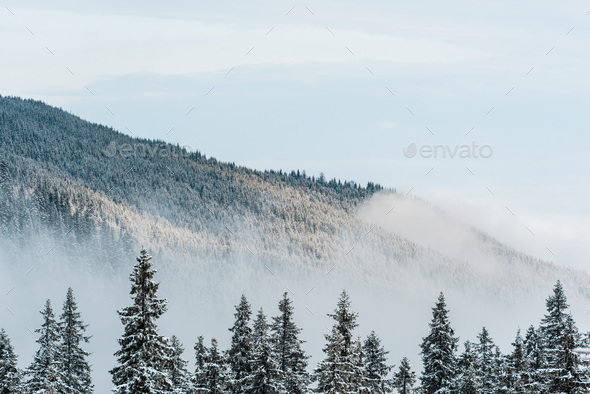 Scenic View Of Snowy Mountain With Pine Trees And White Fluffy Clouds ...